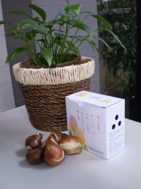 春よ来い　！（＞＿＜）！